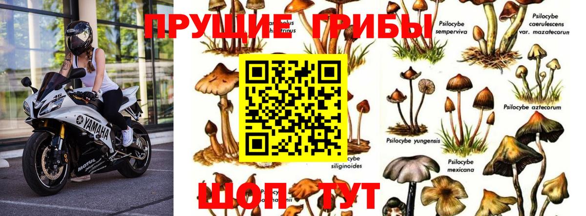 Галлюциногенные грибы GOLDEN TEACHER Сосновоборск